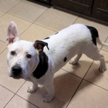 Rescue Pit Bull Terrier Dogs for Adoption in Montgomery, Alabama - Dusty | PetCurious