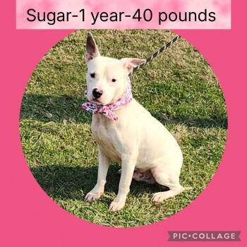 Terrier Dogs Available for Adoption - Sugar | PetCurious