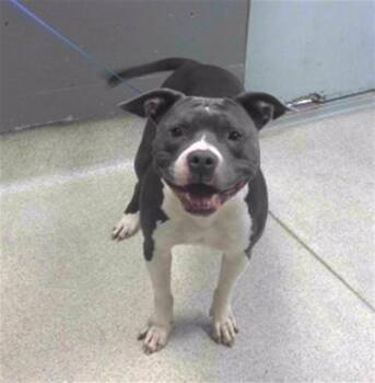 ELLA -  American Staffordshire Terrier Dog for Adoption in Tallahassee, Florida - ELLA | PetCurious