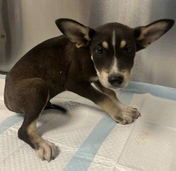 Gale -  Mixed Breed Dog for Adoption in Vancouver, Washington - Gale | PetCurious