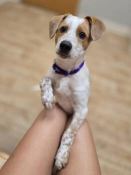 Rescue Mixed Breed Dogs for Adoption in Woodstock, Illinois - Gage | PetCurious