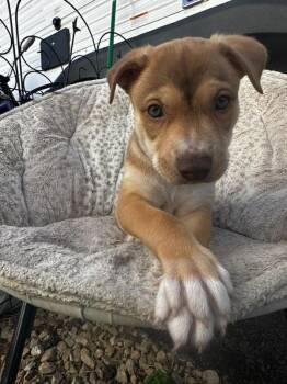 Rescue Australian Shepherd Dogs for Adoption in Plano, Texas - Oaken | PetCurious