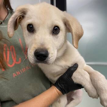 Labrador Retriever Dogs Available for Adoption in Abilene, Texas - Pina Colada | PetCurious