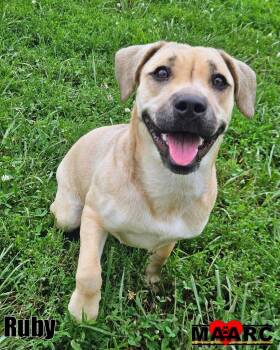 Ruby -  Black Mouth Cur and Beagle Dog for Adoption in Maryville, Tennessee - Ruby | PetCurious