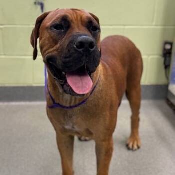 Rescue Cane Corso and Boerboel Dogs for Adoption in Wadena, Minnesota - Monstera | PetCurious