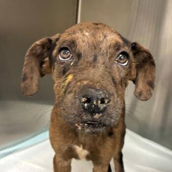 Levi -  Catahoula Leopard Dog and English Bulldog Dog for Adoption in Bronson, Florida - Levi | PetCurious