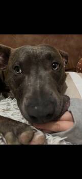 Pit Bull Terrier Dogs Available for Adoption - Chico | PetCurious