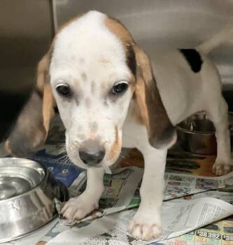 Garth -  Beagle Dog for Adoption in Parma, Ohio - Garth | PetCurious