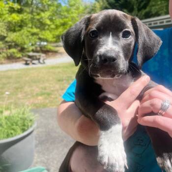 Mixed Breed Dogs Available for Adoption in Fredericksburg, Virginia - Zippitydoo | PetCurious