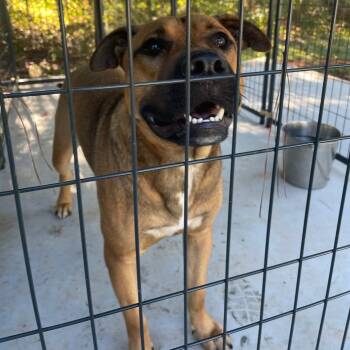 Rescue Mixed Breed Dogs for Adoption in Valley, Alabama - Nash | PetCurious