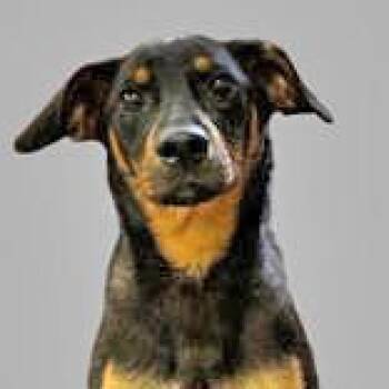 Beagle Dogs Available for Adoption in Portsmouth, Ohio - Bugles | PetCurious
