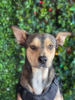 German Pinscher and Australian Kelpie Dogs Available for Adoption - Phoebe | PetCurious