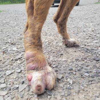 Hound and Mixed Breed Dogs Available for Adoption in Hackett, Arkansas - Poppy | PetCurious