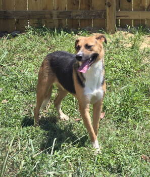 Rescue Hound Dogs for Adoption in Jackson, Mississippi - Sugar | PetCurious