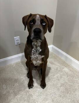 Ra Paws : Rafe (Otter) -  Redbone Coonhound and Australian Shepherd Dog for Adoption in Aurora, Indiana - Ra Paws : Rafe (Otter) | PetCurious