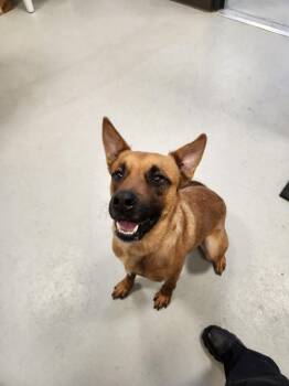 German Shepherd Dog and Mixed Breed Dogs Available for Adoption in Minneapolis, Minnesota - Ollie | PetCurious