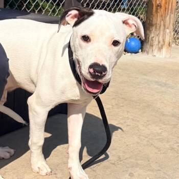 Zak Zak -  Pit Bull Terrier Dog for Adoption in Belleville, Illinois - Zak Zak | PetCurious