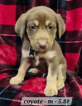 Australian Shepherd Dogs Available for Adoption - Coyote | PetCurious
