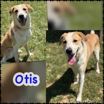 Otis -  Great Pyrenees and Mixed Breed Dog for Adoption in Blountville, Tennessee - Otis | PetCurious