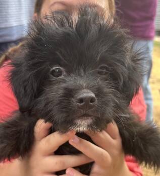 Zorro -  Poodle and Chihuahua Dog for Adoption in New Braunfels, Texas - Zorro | PetCurious