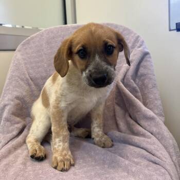 Manchester -  Hound Dog for Adoption in Torrey, Utah - Manchester | PetCurious
