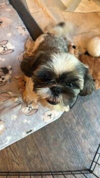 Bart -  Shih Tzu Dog for Adoption in Greenville, South Carolina - Bart | PetCurious