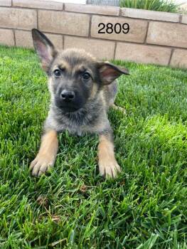 German Shepherd Dog Dogs Available for Adoption in Victorville, California - James | PetCurious