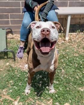 Mixed Breed Dogs Available for Adoption in Chamblee, Georgia - Bentz | PetCurious