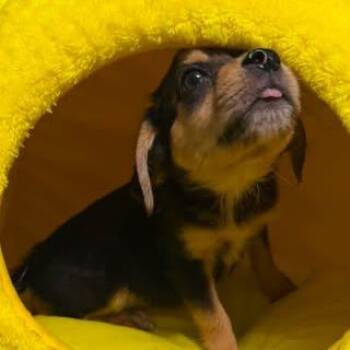 Zeva -  Mixed Breed Dog for Adoption in Fredericksburg, Virginia - Zeva | PetCurious
