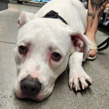 Quartz Werner (Feltes) -  Pit Bull Terrier Dog for Adoption in Las Vegas, Nevada - Quartz Werner (Feltes) | PetCurious