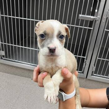 Mother Gothel -  American Staffordshire Terrier Dog for Adoption in Portland, Maine - Mother Gothel | PetCurious