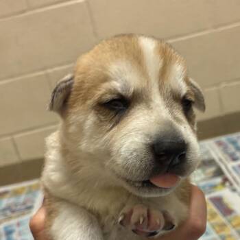 Husky Dogs Available for Adoption in New Fairfield, Connecticut - Maggie | PetCurious