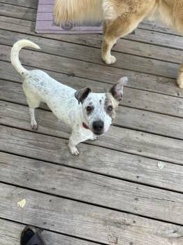 Tibbs -  Mixed Breed Dog for Adoption in Rapid City, South Dakota - Tibbs | PetCurious