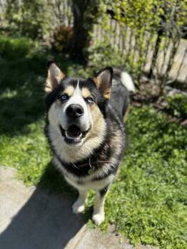 Alaskan Malamute and Siberian Husky Dogs Available for Adoption in Seattle, Washington - ZEUS | PetCurious