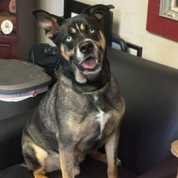 Husky and Shepherd Dogs Available for Adoption in Humble, Texas - Ziggy | PetCurious