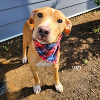 Umi (Max) -  Hound and Labrador Retriever Dog for Adoption in Madisonville, Tennessee - Umi (Max) | PetCurious