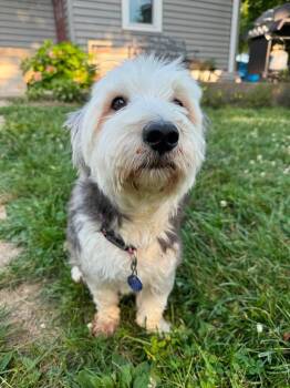 Mick -  Terrier Dog for Adoption in Germantown, Ohio - Mick | PetCurious