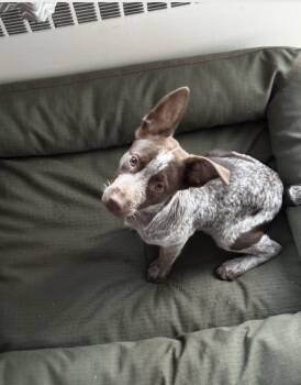 Lilah -  Australian Cattle Dog Blue Heeler and Australian Shepherd Dog for Adoption in Estes Park, Colorado - Lilah | PetCurious