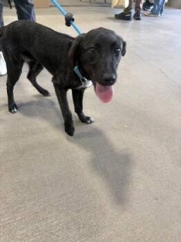 Flat Coated Retriever and Mixed Breed Dogs Available for Adoption - Bree | PetCurious