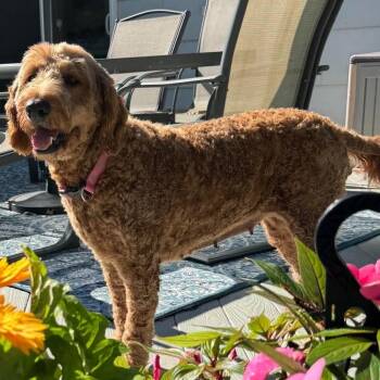 Hanna -  Goldendoodle Dog for Adoption in Hilton, New York - Hanna | PetCurious