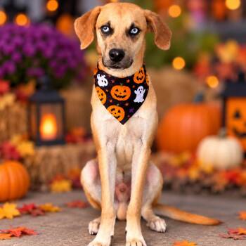 Howlbert -  Mixed Breed Dog for Adoption in Binghamton, New York - Howlbert | PetCurious