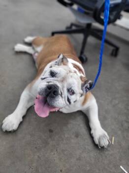 MADY -  Mixed Breed Dog for Adoption in Dallas, Texas - MADY | PetCurious