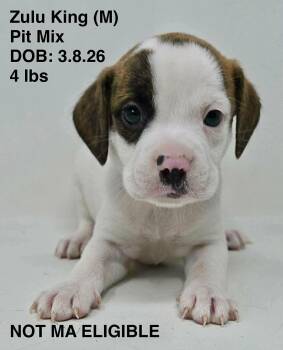 Pit Bull Terrier Dogs Available for Adoption in Pomfret, Connecticut - ZULU | PetCurious