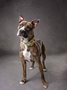 Nene -  Mixed Breed Dog for Adoption in Atlanta, Georgia - Nene | PetCurious