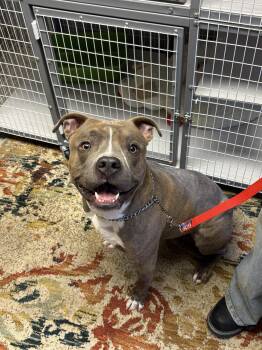 Pit Bull Terrier Dogs Available for Adoption - Danny | PetCurious