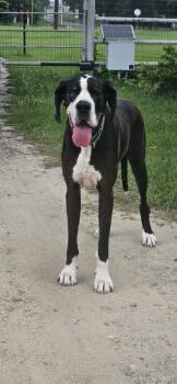 Rescue Great Dane Dogs for Adoption in Tucson, Arizona - Goliath | PetCurious