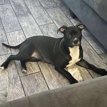 American Staffordshire Terrier Dogs Available for Adoption - Zara | PetCurious