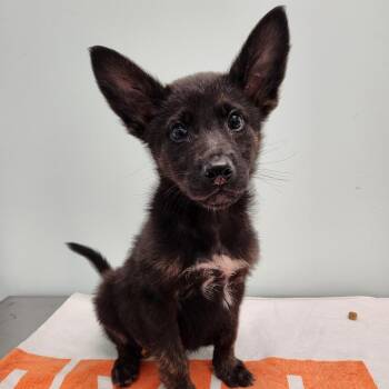 Wallace -  Husky Dog for Adoption in Clavet, Saskatchewan - Wallace | PetCurious