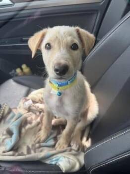 Labrador Retriever Dogs Available for Adoption in Colorado Springs, Colorado - Cheddar | PetCurious