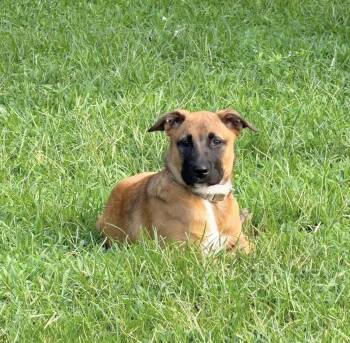 Mandy -  Belgian Shepherd Malinois and German Shepherd Dog Dog for Adoption in Huntingtown, Maryland - Mandy | PetCurious